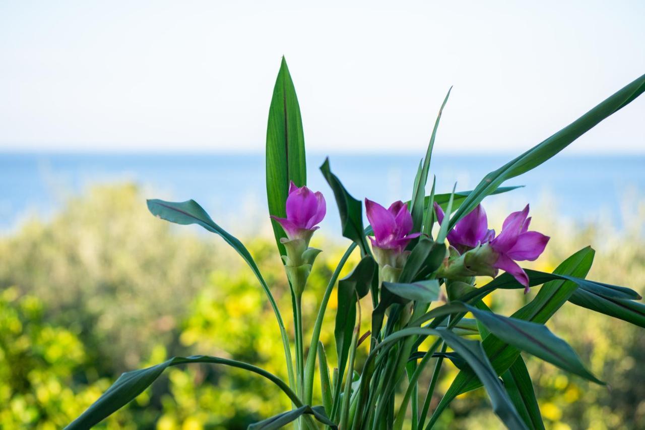 Sosos 2 Bedroom House With Sea View Plános エクステリア 写真